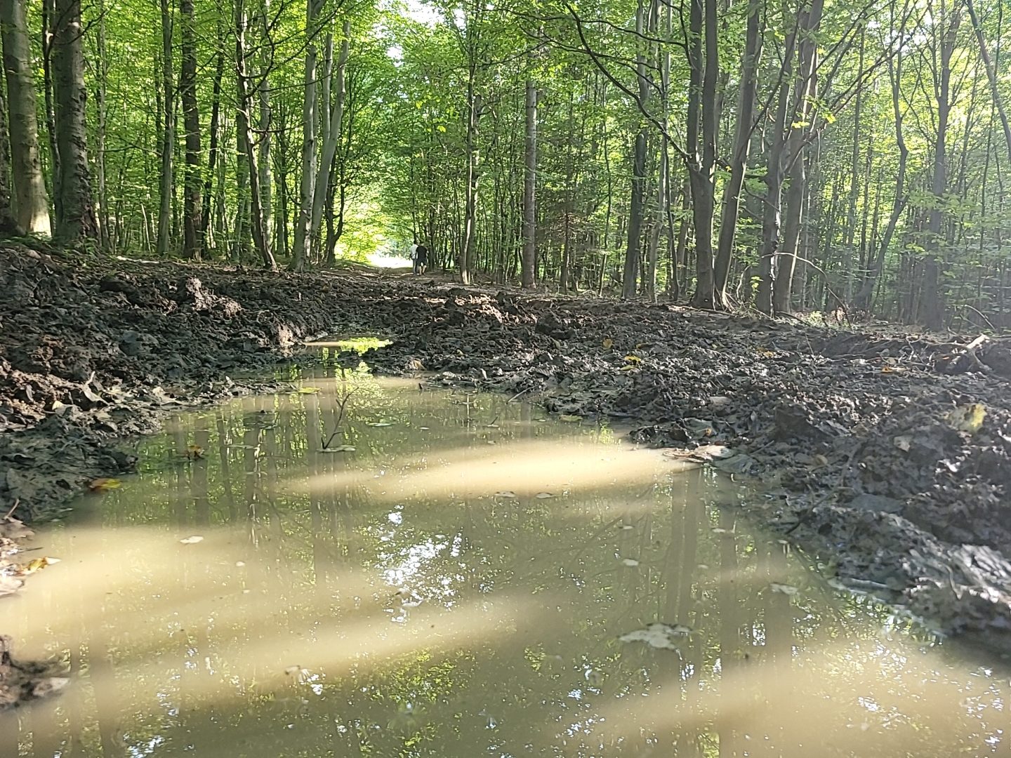 Leśna droga na trasie gry terenowej